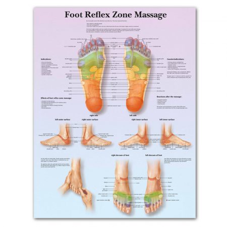Anatomy Of Foot Chart