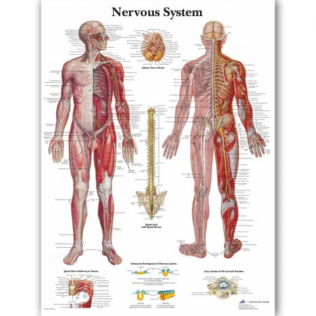 Human Nervous System Chart (70x90cm no frame)