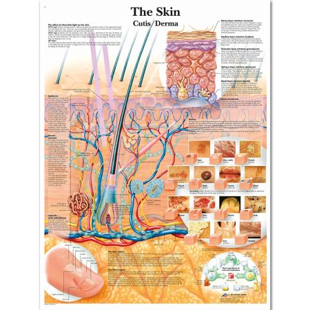 The Skin Anatomy Chart