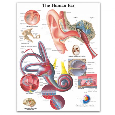 Human Ear Anatomical Chart
