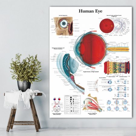 Human Eye Anatomical Chart