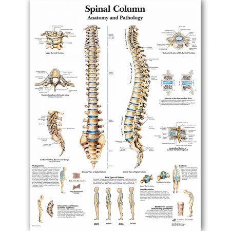 Spinal Column Anatomy Chart