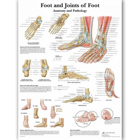Anatomy Of Feet & Joints