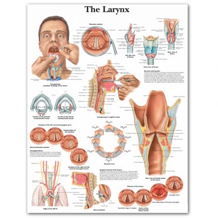 Larynx Anatomical Chart